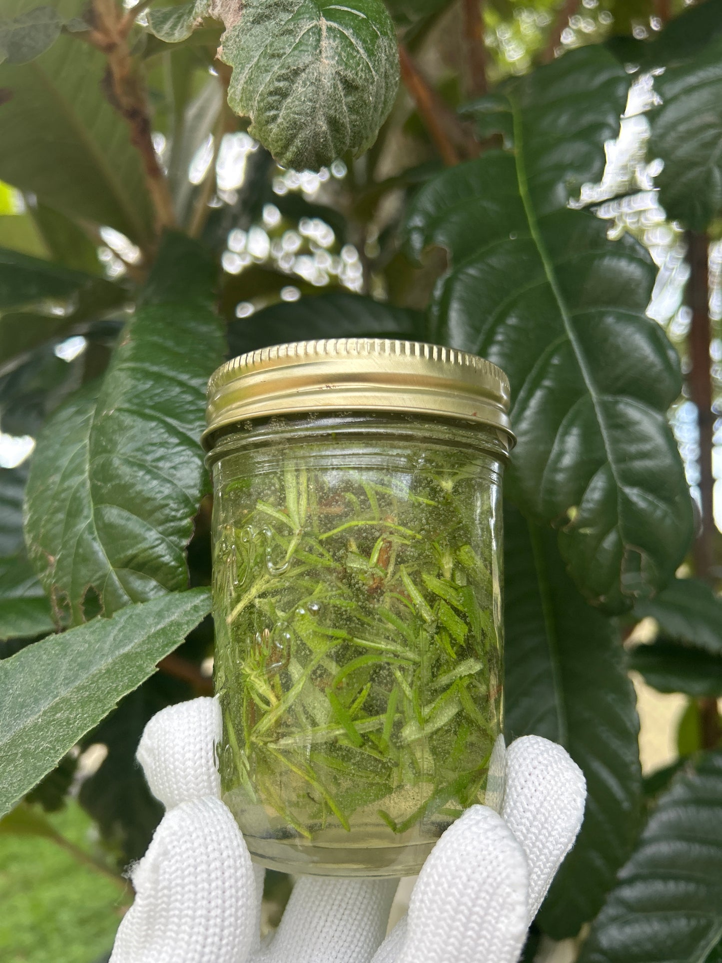 Root Revival